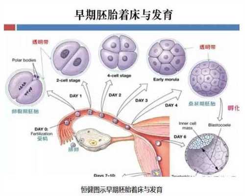 代孕花钱多少_代孕排名_上海第九人民医院做试管卵巢早衰怎么调理？做到这几